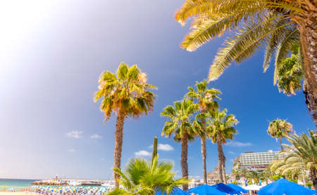 Palmtrees on the beach in the PuertoRico Gran Canaria Canary Islands Spainの写真素材