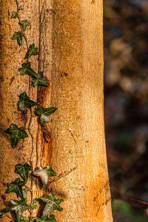 Closeup of green ivy growing on an old tree trunk