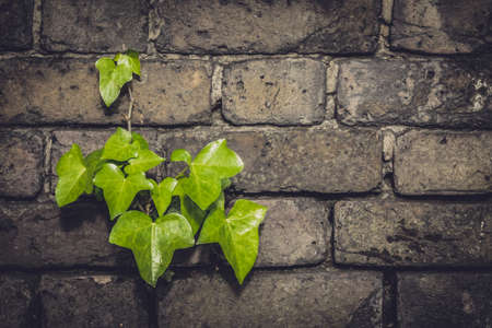 Flower growing on an old dark brickwallの写真素材
