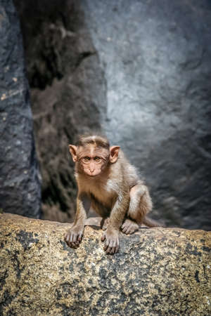 Wild macaque monkey on the rock in Hampi in Indiaの写真素材