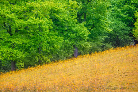 Yellow and green meadow and forest in summerの写真素材