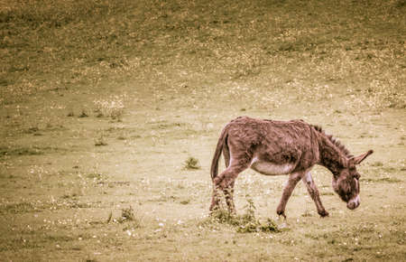 Single donkey on a meadow on a farmの写真素材