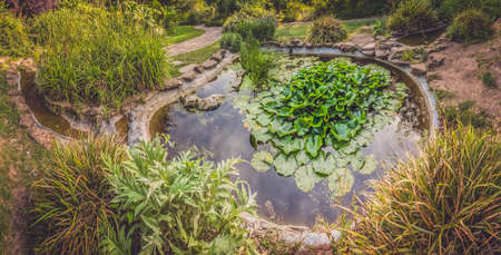 Water pond in a park in summerの写真素材