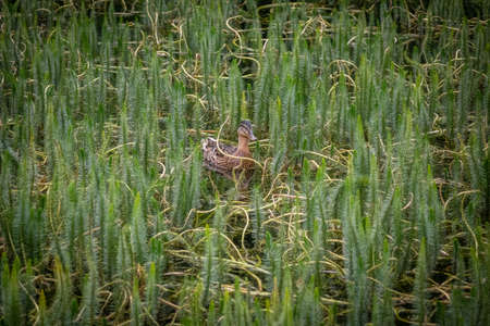 Mallard duck swimming among dense plants on the lakeshoreの写真素材