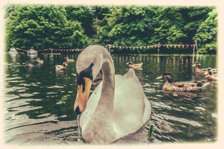 White swan and ducks on an artificial water channel in English countrysideの写真素材