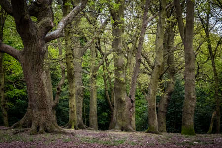 Horizontal view of the forest in Englandの写真素材