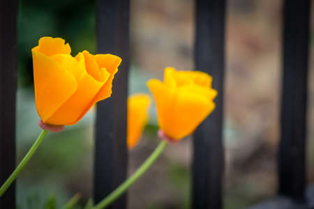 Two yellow tulips in the garden in springの写真素材