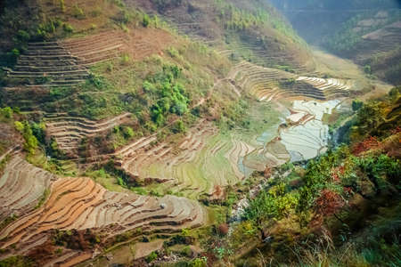 Green terraced rice fields on the mountain slopes in Nepal