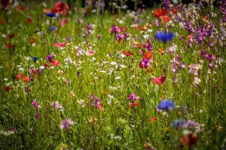 Poppies and other flowers on a colorful meadow in summerの写真素材