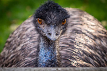 Closeup portrait of a large Emu (Dromaius novaehollandiae) bird