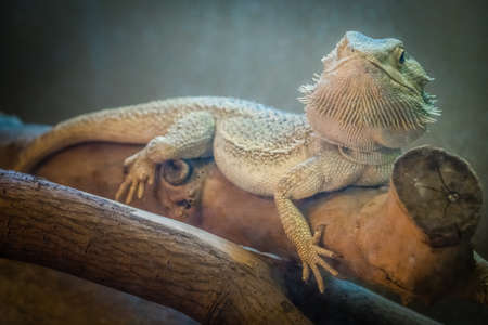 Bearded Dragon lizard sitting on a branch in a cage in the zoo