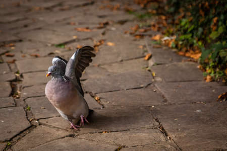 Pigeon about to take off from the ground