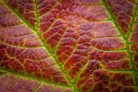 Detail of the heuchera plant leaf in early autumn