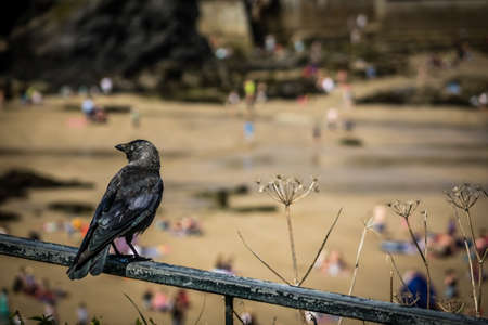 Black crow perched on a metal rail above the beach in Newquay, Cornwall, UKの写真素材