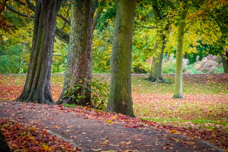 Colorful pathway in a public park in Colchester in autumnの写真素材