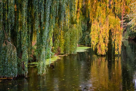 Yellow leaves on tree reflecting in a river in autumn