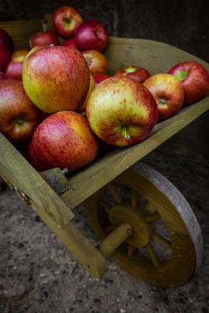 Fresh red yellow and green apples for sale stored in retro grunge wooden wheelbarrow in the market...