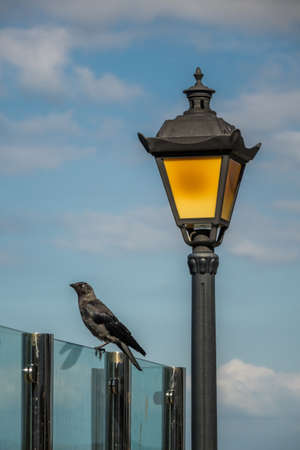 Black crow and a lamppost with blue sky in backgroundの写真素材