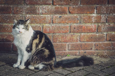 Portrait of a cute furry cat sitting on the groundの写真素材