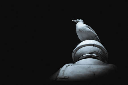Seagull sitting on the top of a building, black and white portraitの写真素材
