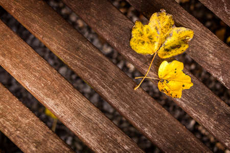 Two yellow leaves on a wooden tableの写真素材
