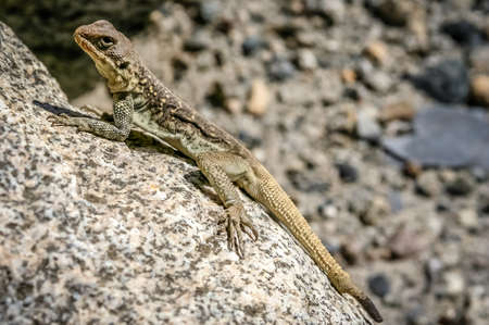 Small lizard sitting on a rock, mountains, Pakistan