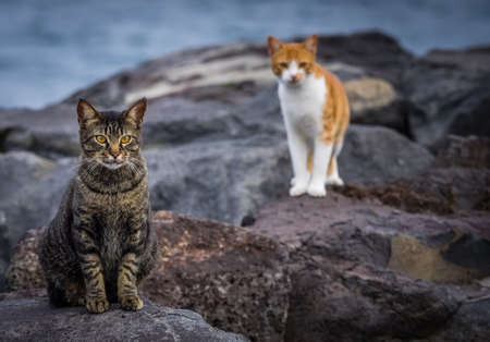 Cute cats sitting on the rocks on the ocean coast