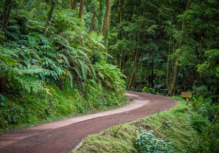 Forest path leading to the hot springs in Caldeira Velha,  Sao Miguel Island, Azores, Portugalの写真素材