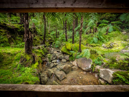 Beautiful tropical rainforest near the hot springs of Caldeira Velha On Sao Miguel Island, Azores,...