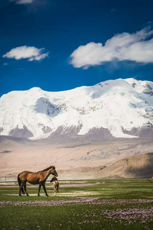 Mare and colt on a meadow in front of a snowcapped mountains in Karakorum, Chinaの写真素材