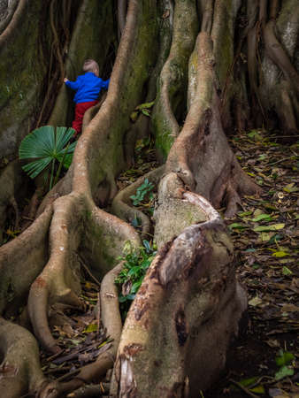Little boy climbing the giant roots of a fig tree in the José do Canto Botanical Garden in Ponta...