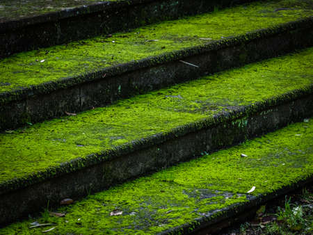 Green moss covered stairs in the municipal tropical garden in the Azores