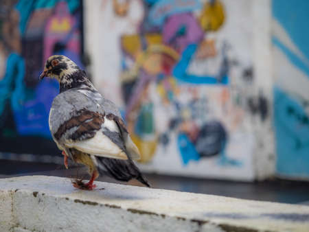 Pigeon walking on a wall in front of graffiti art on the wall of a home in Ponta Delgada, Azores, Portugalの写真素材