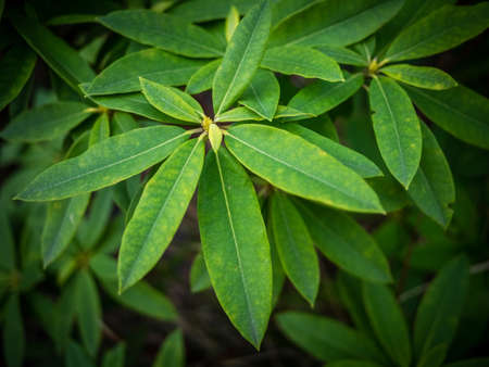 Rhododendron bud and green leaves in springの写真素材