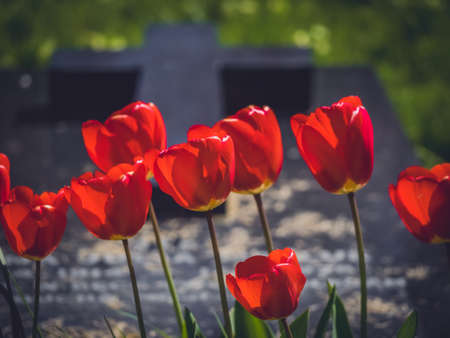 Red tulips growing in front of a grave in a cementery in Englandの写真素材
