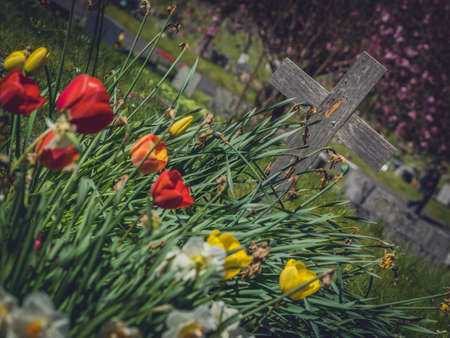 Red and yellow tulips and white daffodils growing on the old forgotten grave in a cementery in Englandの写真素材