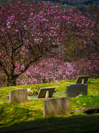 Old graves in a cemetery in Englandの写真素材