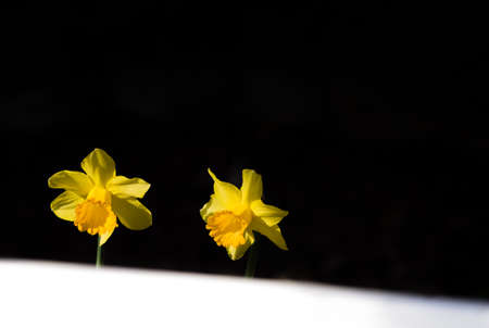 Yellow daffodils blooming in spring in the parkの写真素材