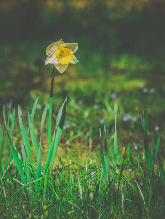 Yellow daffodil flower in spring in the garden
