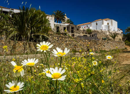 White asteraceae flowers in Betancuria, an old capital of Fuerteventura, Canary islands, Spainの写真素材