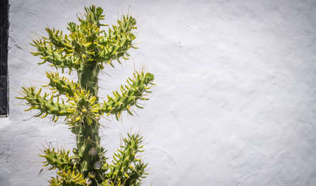 Large tree - like cactus photographed in Fuerteventura, Canary Islands, Spainの写真素材