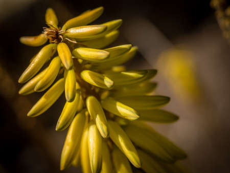 Yellow Aloe Vera flower, Lanzarote, Canary Islands, Spainの写真素材