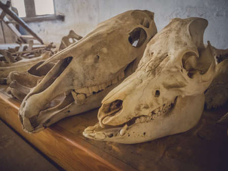 Farm animal skulls in an old barn, Fuerteventura, Spainの写真素材