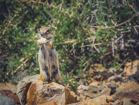 Close up of a grey squirrel standing on a rock and eating, Fuerteventura, Canary Islands, Spainの写真素材