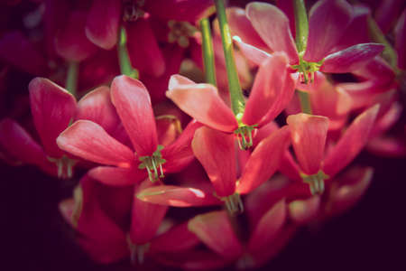 Beautiful purple Dendrobium Orchid in botanical gaden in Yunnan, Chinaの写真素材