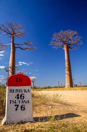 Road marker in the famous Avenida de Baobab near Morondava in Madagascarの写真素材