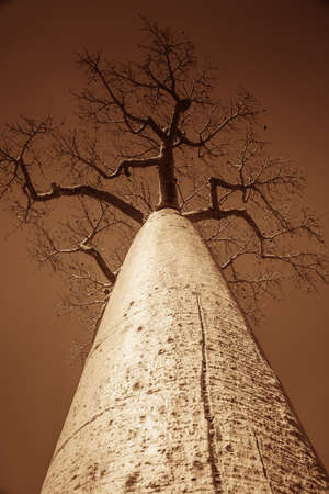One of the huge baobabs in the Avenida de Baobab in Madagascar