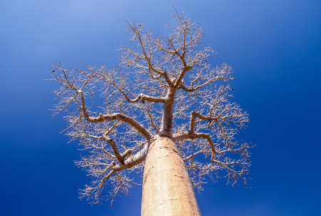 One of the huge baobabs in the Avenida de Baobab in Madagascarの写真素材