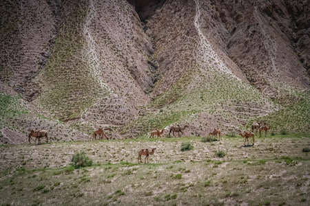 Herd of camels grazing on a mountain slope in Western  Tibetの写真素材