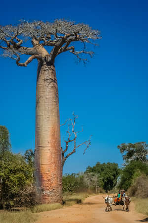 Zebu cart on the sandy road going through the Avenida the Baobab near Morondava in Madagascar. Picture taken in July 2010 in Western Madagascarのeditorial素材